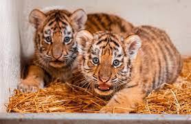 twin tigers